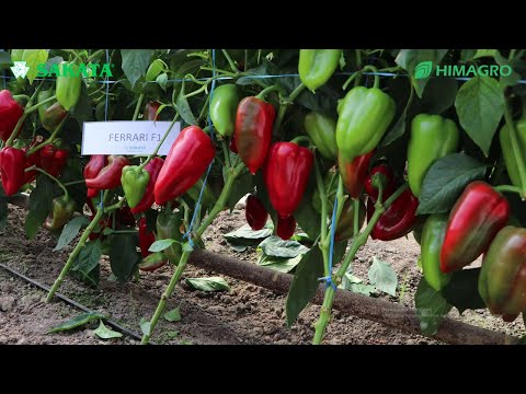 Видео: Кўчат экилганига 90 кун бўлмай қизаришни бошлаган Феррари F1 2-қисм (Pepper Ferrari F1-Sakata)