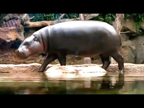 Видео: Лоро Парк. Тенерифе. 6 серия / Диалоги о животных