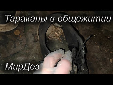 Видео: Тараканы в очень грязной комнате. МирДез (2024г) 2