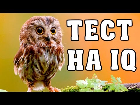 Видео: ТЕСТ - НАСКОЛЬКО ТЫ УМНЫЙ / ПРОВЕРЬ СЕБЯ!