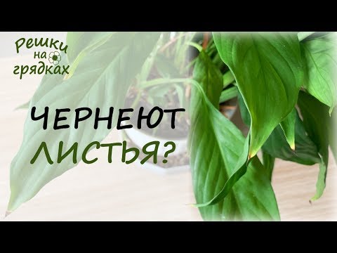 Видео: Чернеют листья спатифиллума