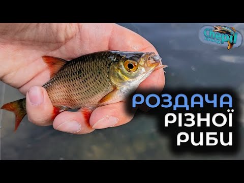 Видео: РОЗДАЧА РІЗНОЇ РИБИ! Риболовля на новій водоймі Івано-Франківська!