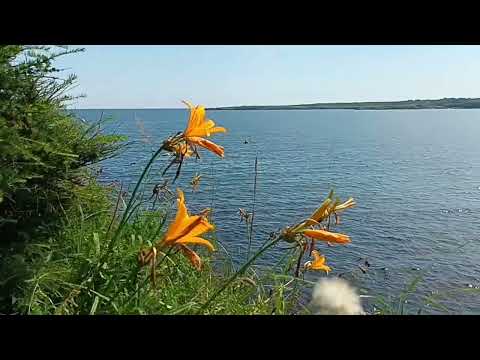 Видео: ЛЕТО . ИЮЛЬ .ХАБАРОВСКИЙ КРАЙ  2025