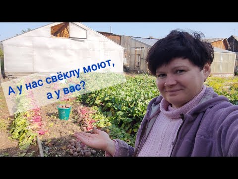 Видео: СВЁКЛА. Уборка и подготовка к хранению. Сорт или гибрид?
