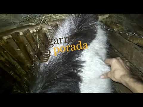 Видео: Как завести желудок козе, козлу