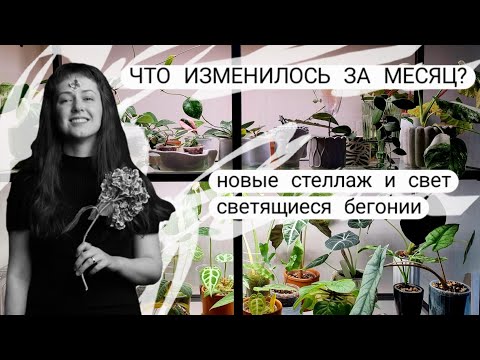 Видео: Изменения и новинки растений | IKEA, MiniFermer, Greenrare