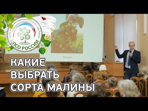 Видео: Сорта малины. Обзор сортов малины.