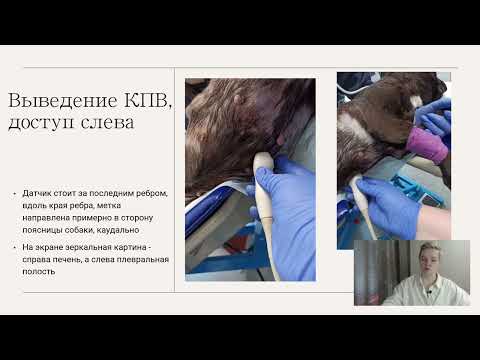 Видео: Венозный застой в МКК и БКК у собак и кошек | Оценка на ЭХО и УЗИ
