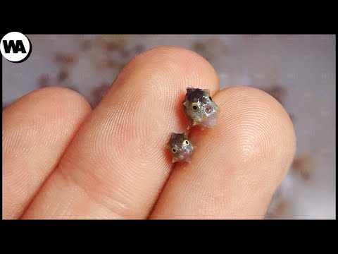 Видео: Эта Рыба Вырастет до 2 Тонн