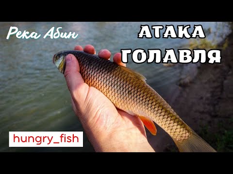 Видео: Поймал голавля на поппер  |  Рыбалка в Абинске