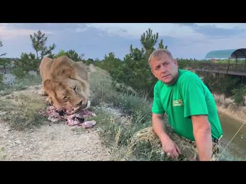 Видео: Как лев Султан чуть не СТОЛКНУЛ НАС В ОВРАГ !  Russian Lion man !