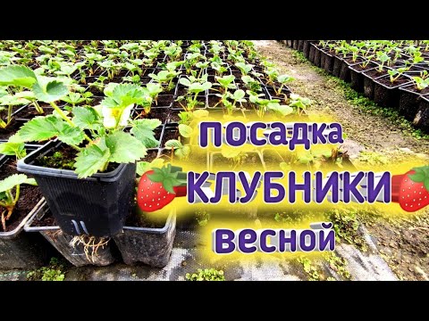 Видео: 🍓 Как посадить клубнику весной?  🍓 Как получить урожай в год посадки? Таблица СЗР. Belklubnika.by