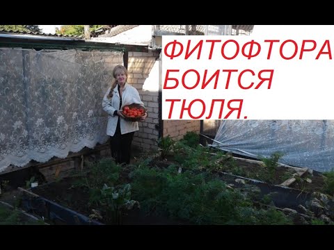 Видео: Фитофтора боится тюля.