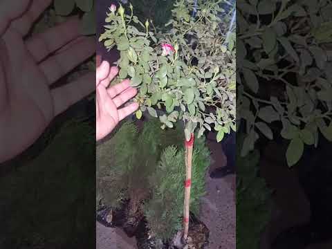 Видео: АНДИЖОН ЖАХОН БОЗОРИ ОПТОМ ГУЛ БОЗОРИ КУРИБ ТОМОША КИЛАМИЗ