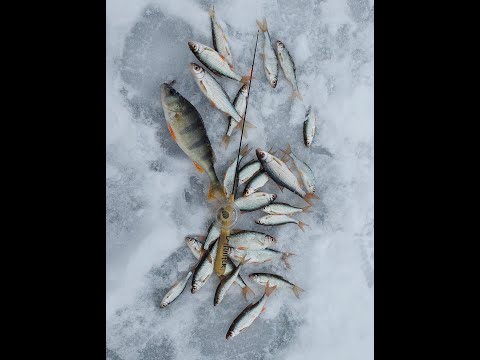 Видео: Як ми зимою, шукали рибку) Зимова рибалка. Плотва на тісто!!!