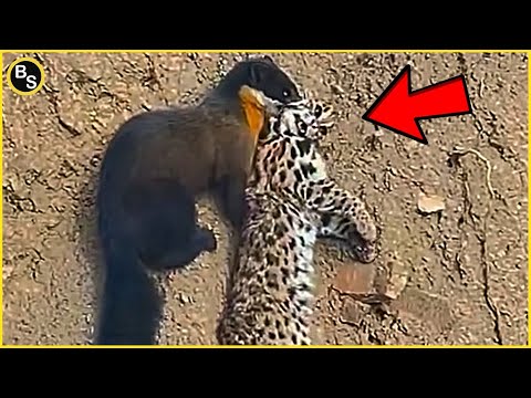 Видео: Самые смертоносные атаки мартенов, когда-либо зафиксированные!