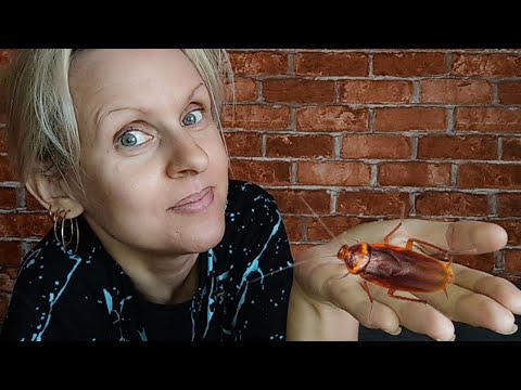 Видео: ТАРАКАНЫ ИСЧЕЗНУТ за 1 минуту #совет И Ловушки Не Нужны