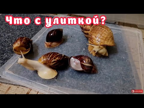 Видео: УЛИТКА ВПАЛА В СПЯЧКУ || НАУЧИЛАСЬ ФИКСИРОВАТЬ ПОПУГАЯ