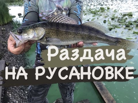 Видео: Раздача судака на Русановской набережной. Рыбалка береговым джигом на силиконовые приманки Киев 2021