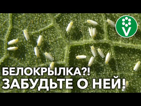 Видео: КАК ИЗБАВИТЬСЯ ОТ БЕЛОКРЫЛКИ РАЗ И НАВСЕГДА?! Полный обзор методов и средств!