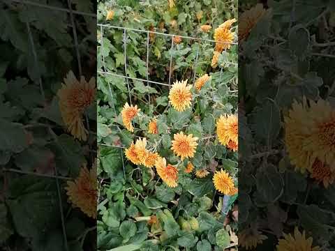 Видео: Городские осенние цветы. Ул. Ивановского. Ростов-на-Дону. 07.11.2024 #топ #цветы #flowers #осень