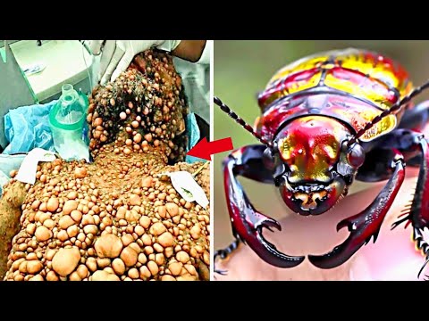 Видео: 20 Насекомых Способных На Такое..