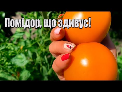 Видео: Помидор Золотой Дубай 🍅 Почему стоит его вырастить