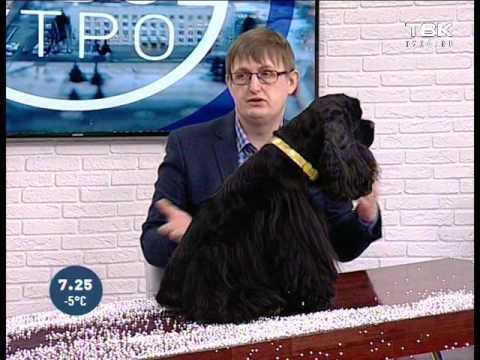 Видео: Советы ветеринара: смена зубов у животных