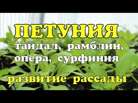 Видео: Петуния// Как развивается рассада //Тайдалы, Рамблины,Оперы,Сурфинии