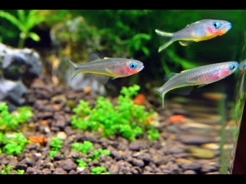 Видео: Отсаживаю на нересты новых рыб . Почему мои рыбки чешутся в аквариуме и краснуха ? Сухой корм из КНР