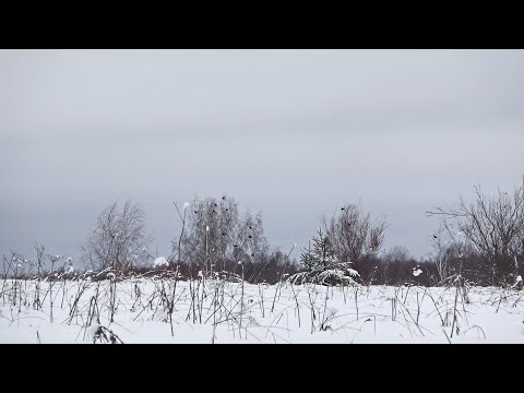 Видео: ОХОТА НА ТЕТЕРЕВА 1 ЯНВАРЯ. ВСТРЕЧА С ЛОСЯМИ. ПОДХОД К БОЛЬШИМ СТАЯМ ТЕТЕРЕВА.