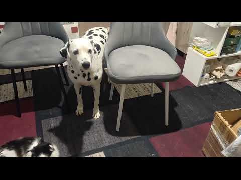 Видео: БЕЗ ЛОХА ЖИЗНЬ ПЛОХА.МЕНЯЮ ИНТЕРЬЕР КУХНИ.ПИРОЖКИ ПО НОВОМУ.#посылка#рецепт#стулья