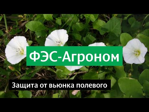 Видео: Защита от вьюнка полевого