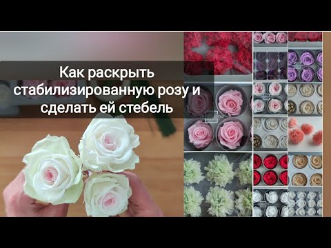 Видео: Как раскрыть стабилизированную розу и сделать ей стебель