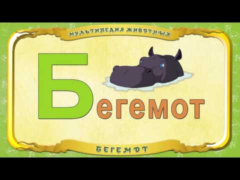 Видео: Бегемот