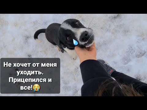 Видео: Обнаружили щенка с поломанной челюстью🥺