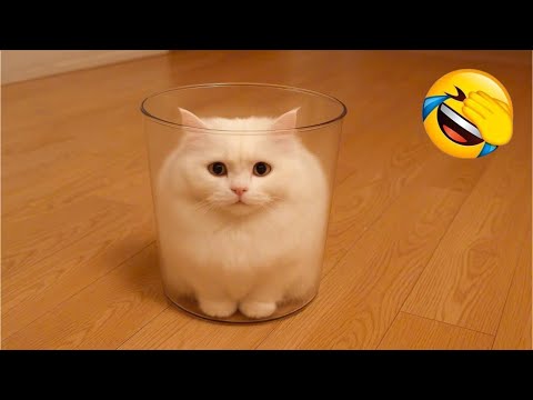 Видео: Самый смешной клип про кошек и собак 2025 года😼🐶Попробуйте не смеяться😜 #181