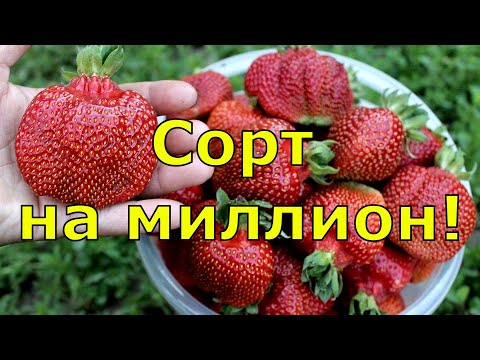 Видео: КЛУБНИКА. Лучшие сорта клубники. Вкусная и урожайная садовая земляника