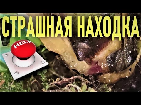 Видео: СТРАШНАЯ НАХОДКА В СУБСТРАТЕ ОРХИДЕИ! ШОКИРУЮЩИЕ КАДРЫ! ПАРАЗИТЫ В ОРХИДЕЕ! РЕАНИМАЦИЯ ОРХИДЕЙ!