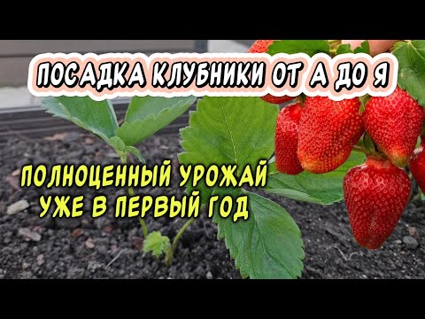 Видео: Полноценный урожай клубники размером с кулак в первый год: посадка от А до Я