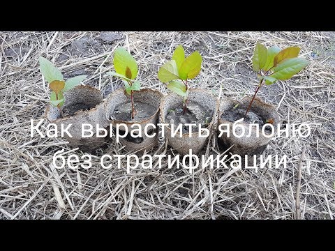 Видео: Как вырастить яблоню из косточки