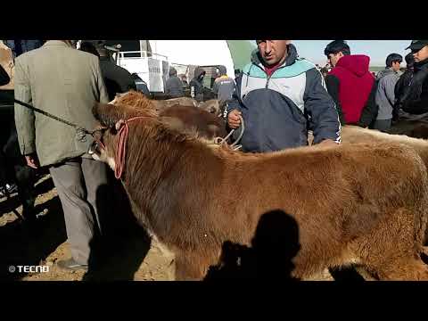 Видео: Пайшанбе бозори колхозобод нарху навои ғуноҷину буқачаҳо 6/11/25/