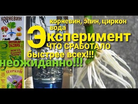 Видео: Корневин, Эпин, Циркон, Вода - в чем корни вырастут быстрее всего?