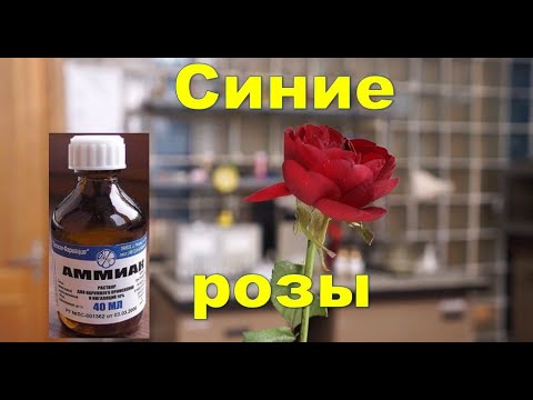 Видео: Синие розы / ХимХоп