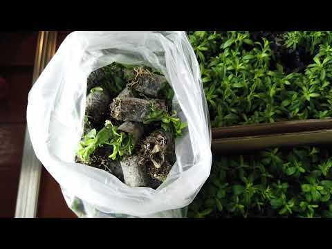 Видео: Крутит лист на петунии. Вянет политая рассада! Что ж такое?