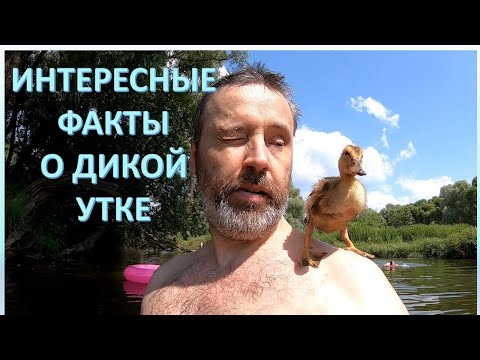 Видео: Всë о дикой утке крякве