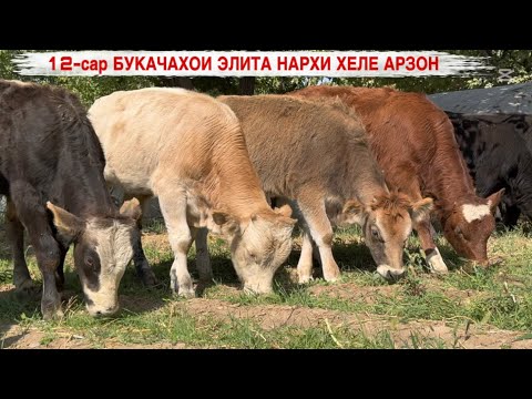 Видео: БУКАЧАХОИ ЭЛИТА БО НАРХИ ХЕЛЕ АРЗОН 
