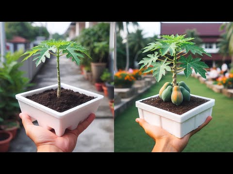Видео: Как размножить очень красивые растения папайи