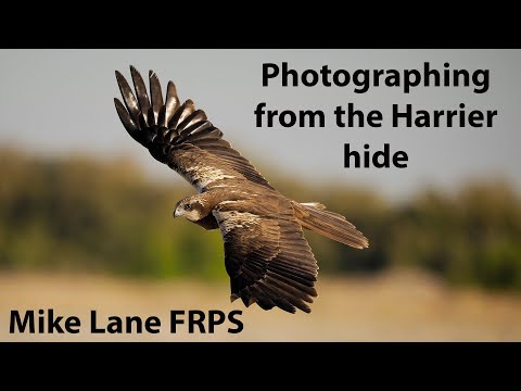 Видео: Фотосъемка птиц в Эль-Тарае, Испания; Часть 2. Болотные луни и другие хищные птицы.