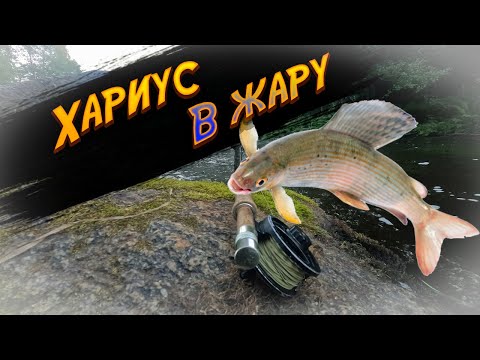 Видео: Ловля хариуса в жару. Особенности поведения хариуса и насекомых в жаркую погоду